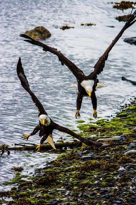Eagle Bald Flying