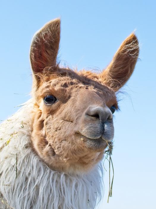 Lama Head Animal