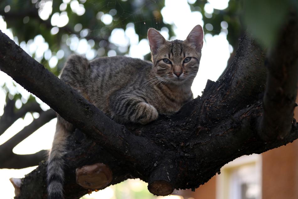 Cat Small Cute