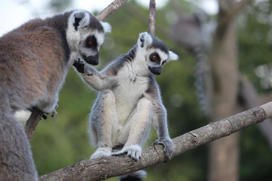 two lemurs on a branch in Madagascar
