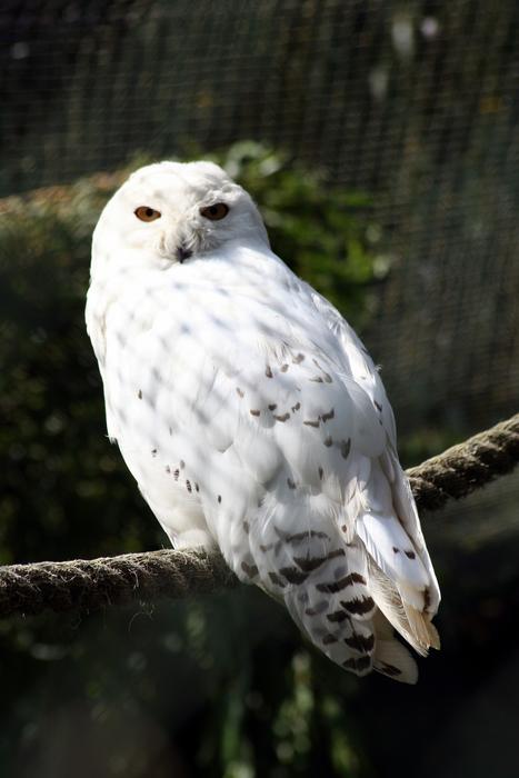 Owl Zoo Animal