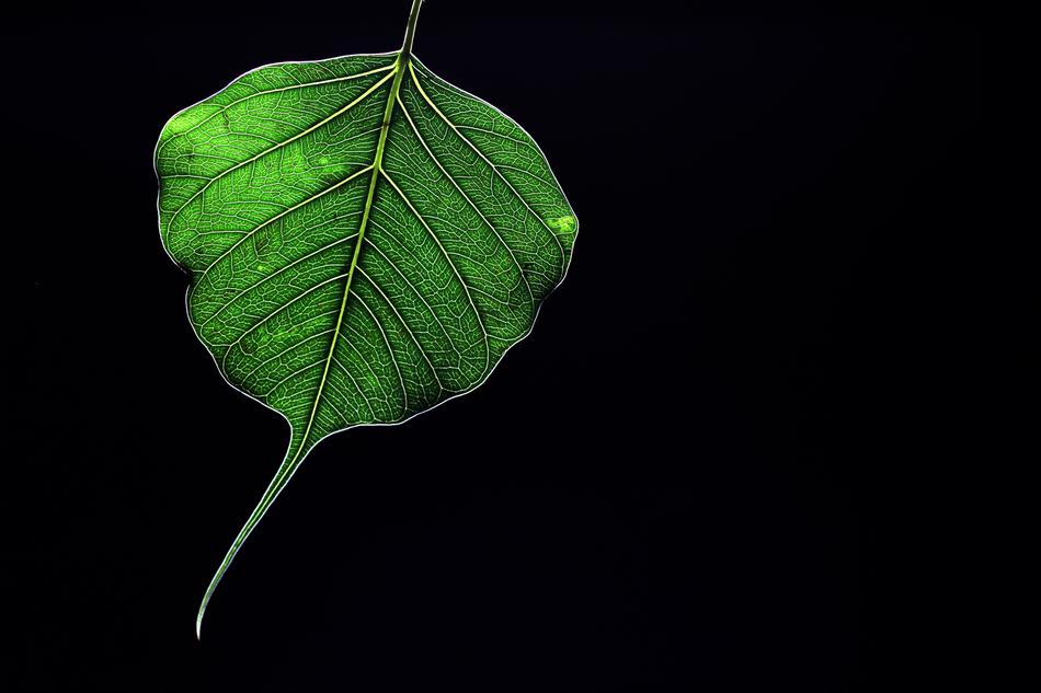 Peepal Leaf Green Sacred