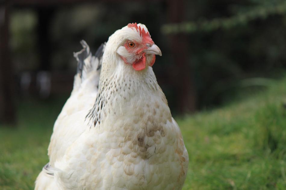 white chicken hiding in the grass