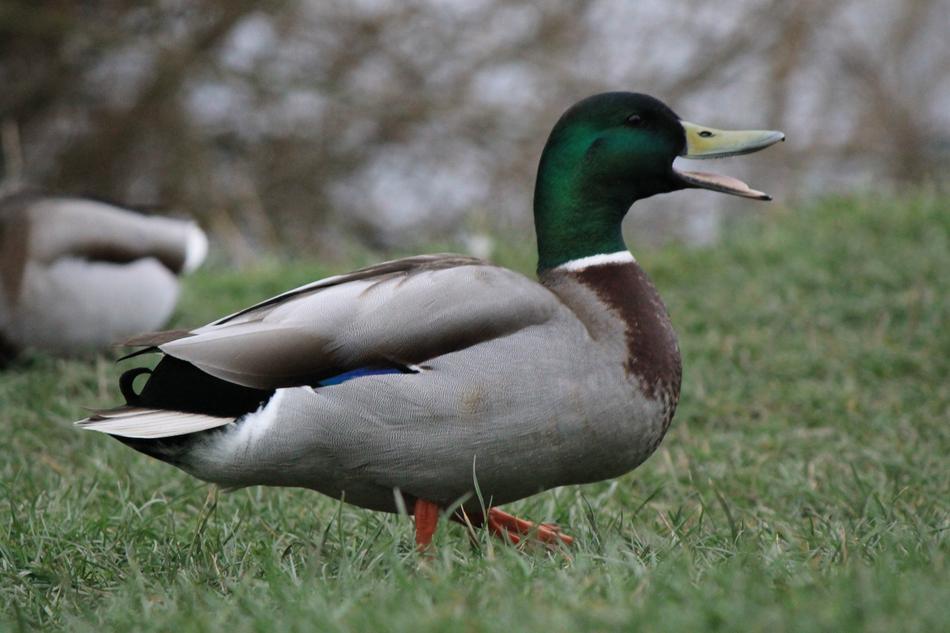Duck Drake Mallard