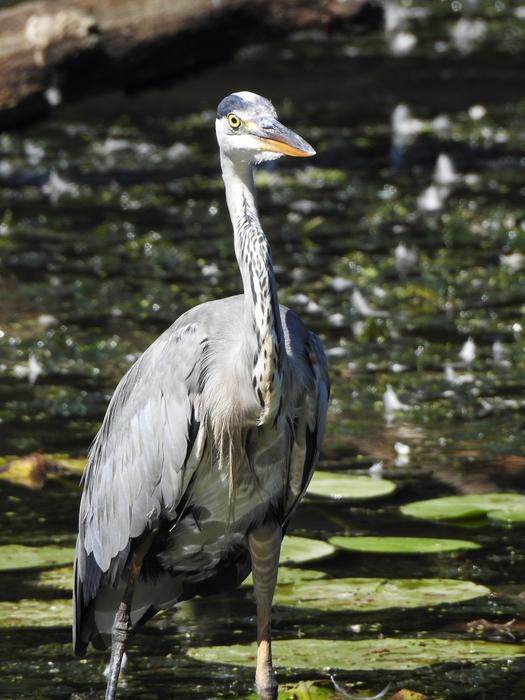 white bird in the swamp