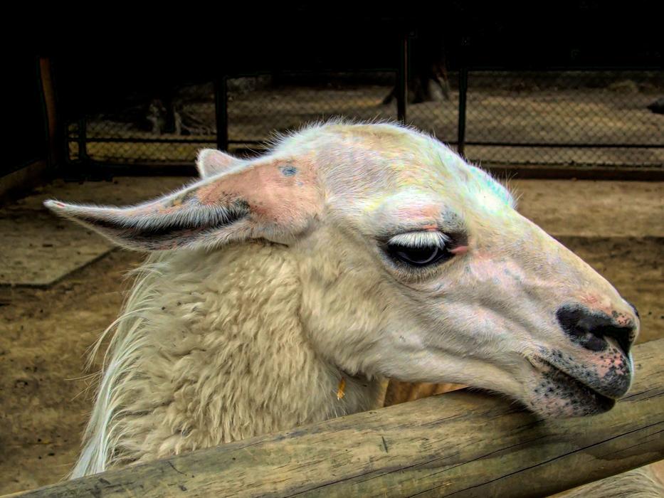 Lama Head Animal