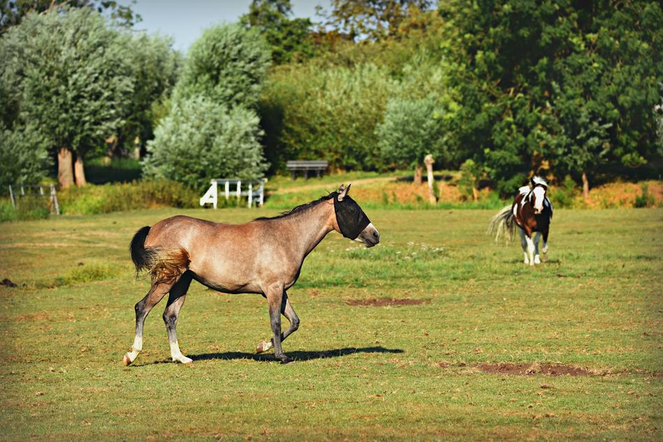 Horse Animal Mammal