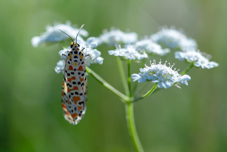Moth Macro Insect
