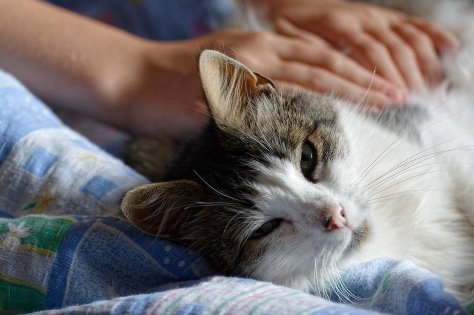 Cat Kitten Downy