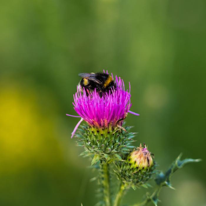 purple bee flower