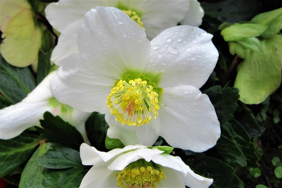 white beautiful flower buds in the garden