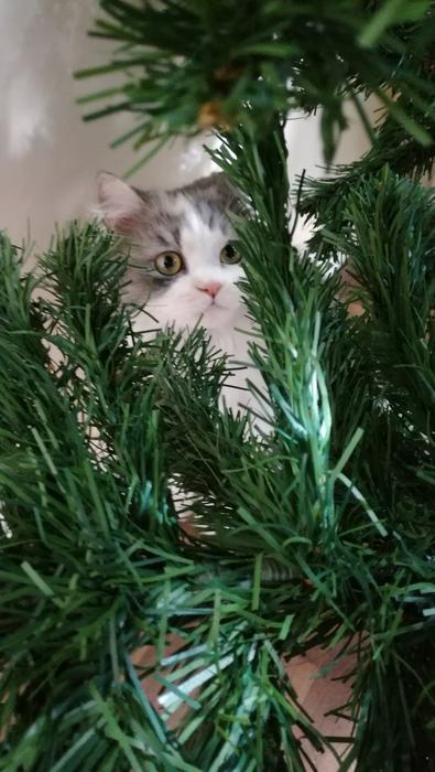 Cat Persian Kitten
