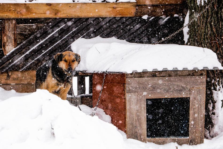 Dog Snowfall