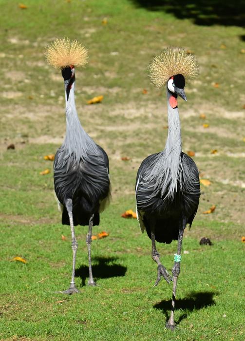 Grey Crowned Crane Baleurica