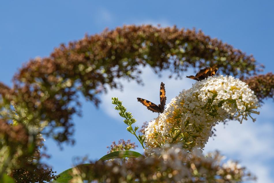 Butterfly Bush Bug