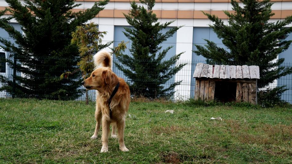 Dog Animal Cute