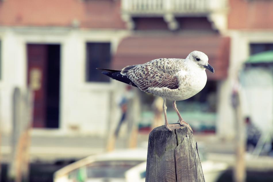 Bird Seagull Water Close