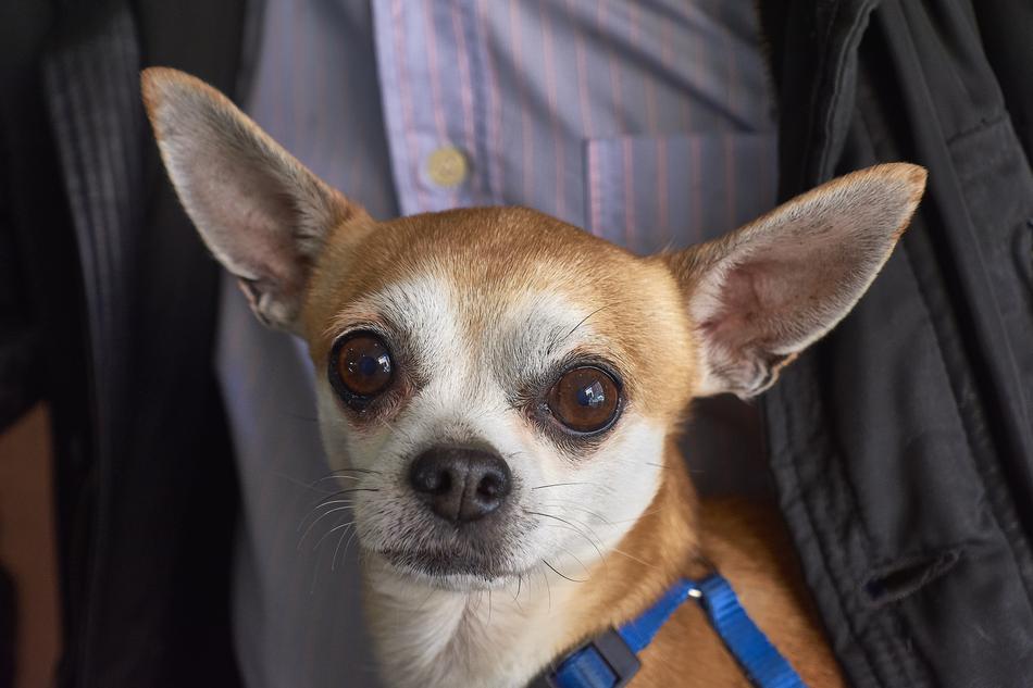 little scared dog