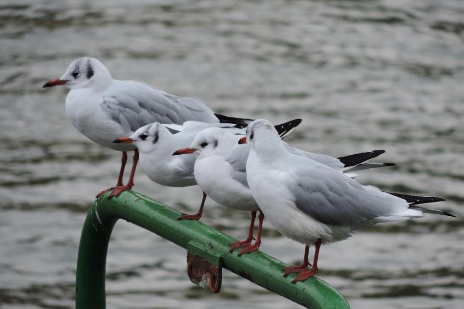 Rhine River Gull