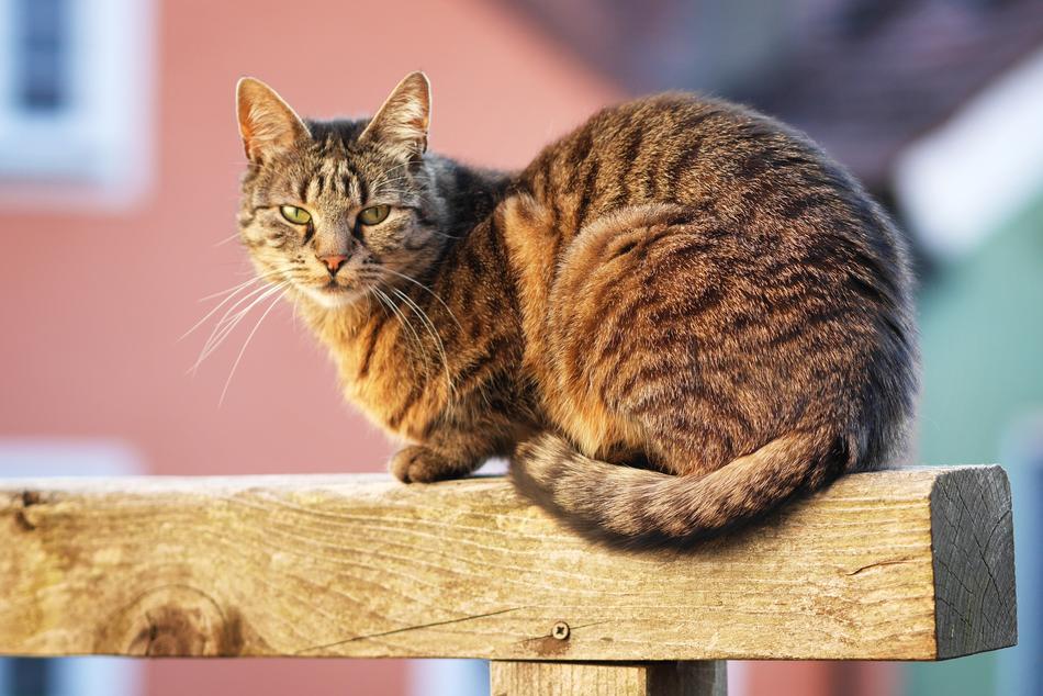 Cat Fur Pet Domestic