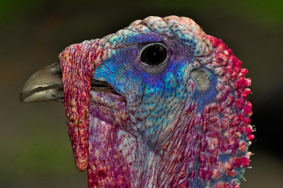 Turkey Animals Bird