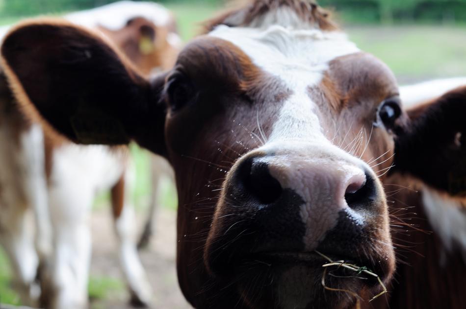 Cow Livestock Animal