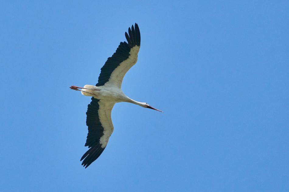 Stork Flying Sky
