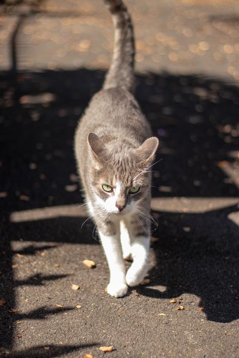 walking Cat Portrait