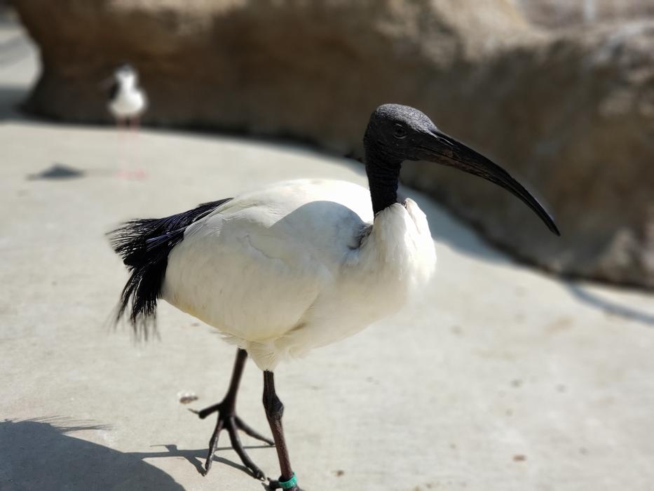 Bird Wild Birds Natural