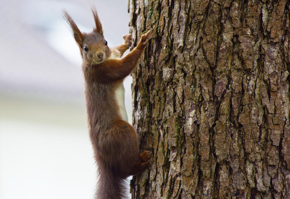 Squirrel Animal Nature