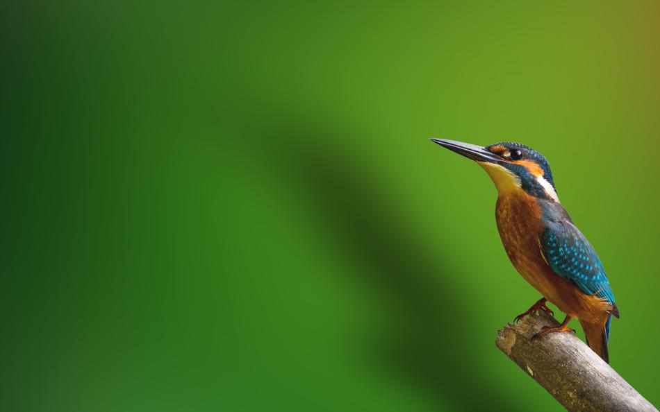 Bird Kingfisher Animal