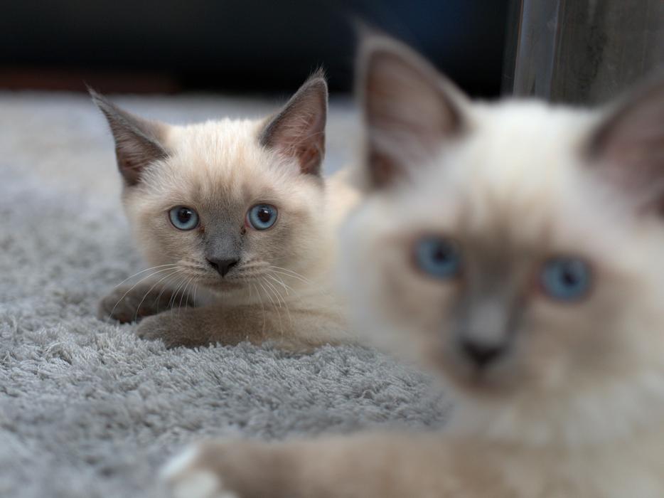 Cat Fur Pet Domestic
