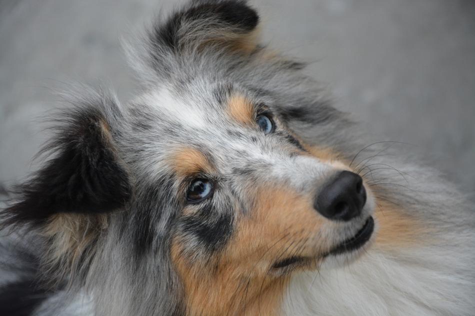 Dog Portrait Bitch Eyes Blue