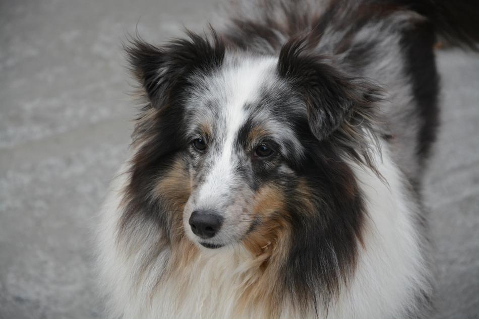 Dog Bitch Domestic Animal Shetland