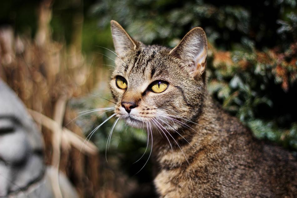 Cat Animal Nature Cat'S