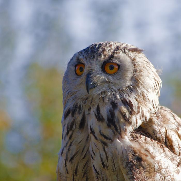 Eagle Owl Bird Nature
