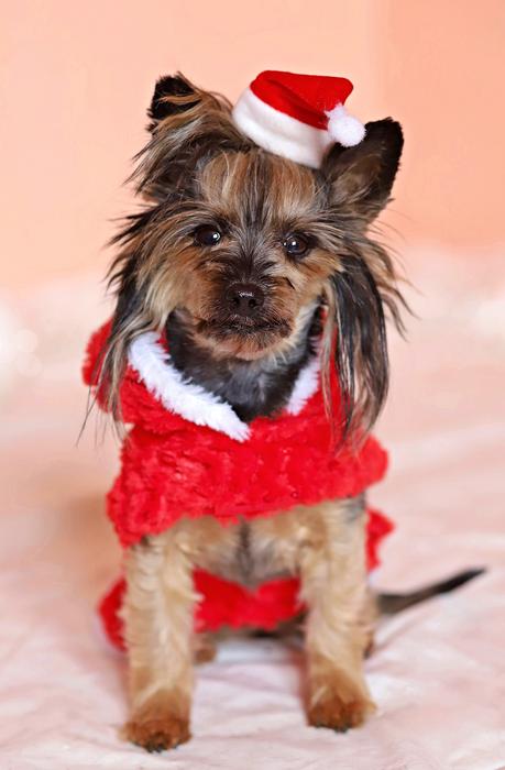 Yorkshire Terrier Dog Santa Claus