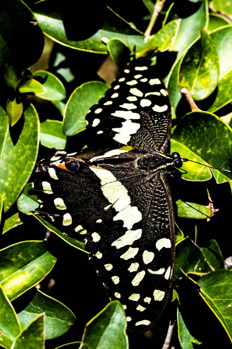 big butterfly on a bush