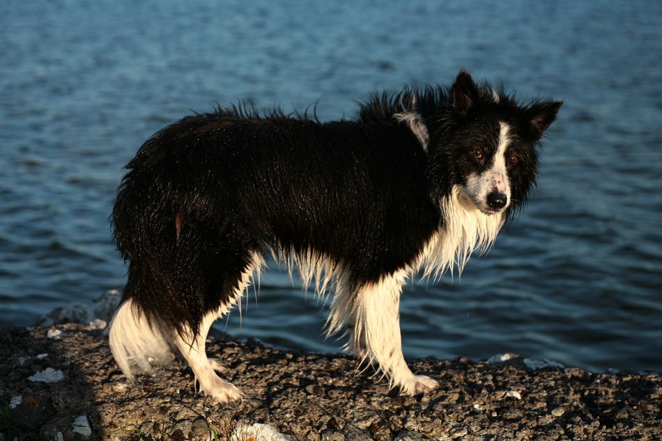 Collie Dog Pet