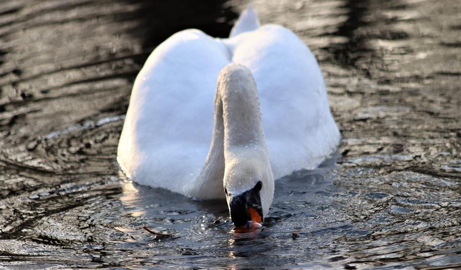 white swan in the lake view