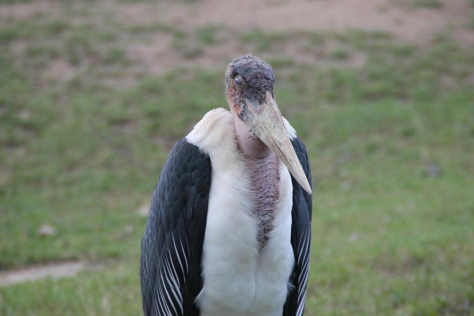 Bird Zoo Animal