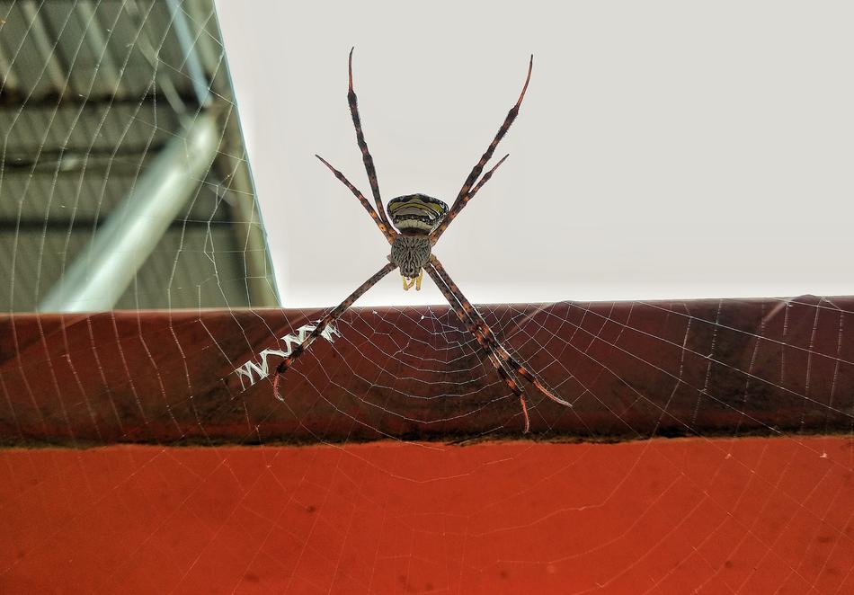 Insects Spider Animal