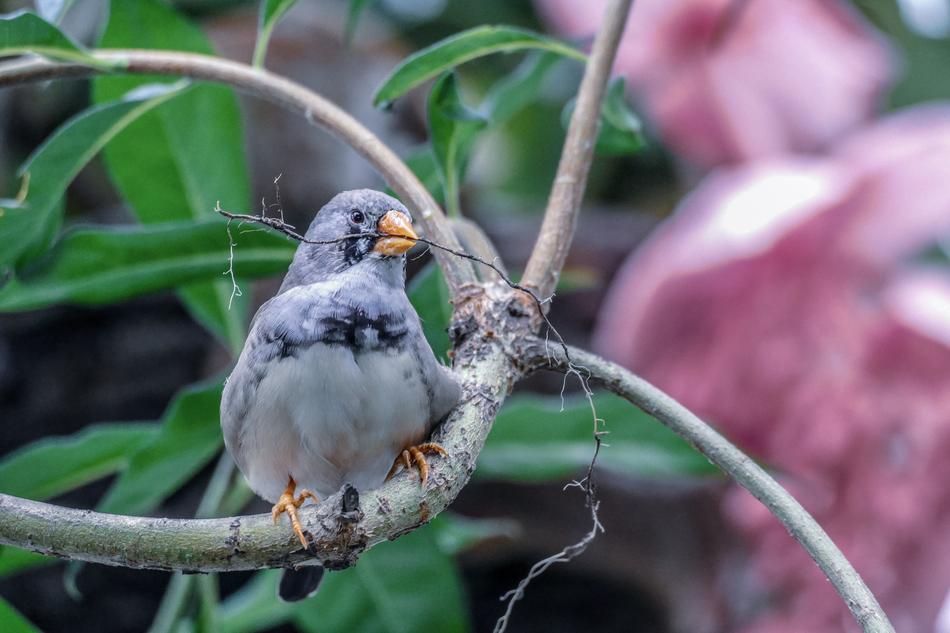 Bird Nature Colorful