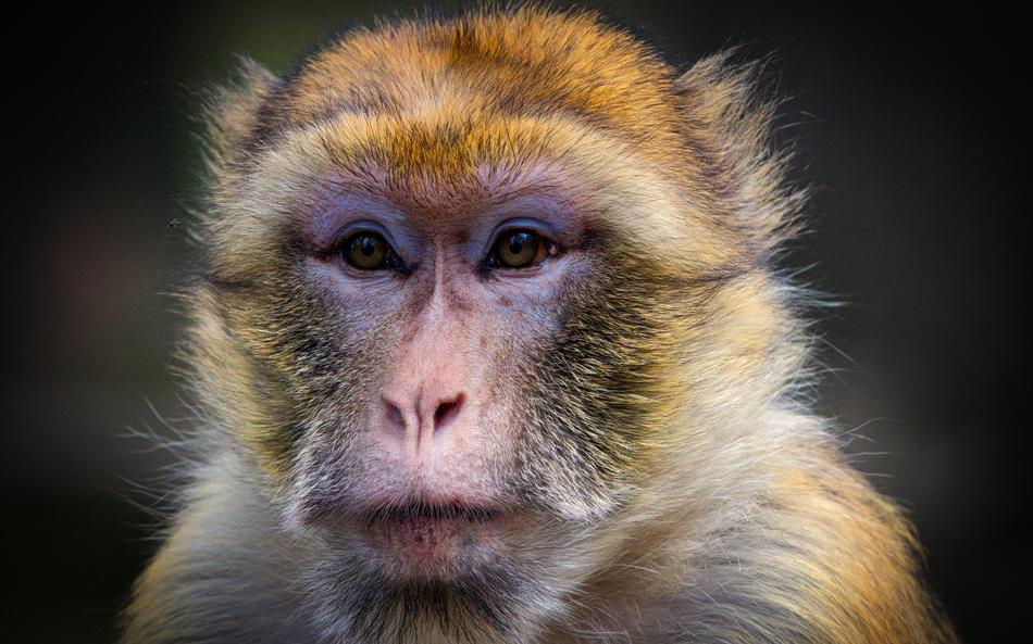 Barbary Ape Monkey Mahogany