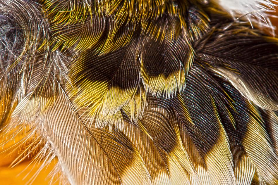 Wing Feather Bird Animal