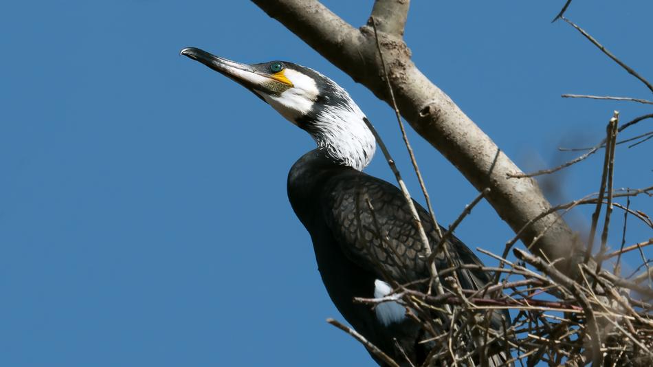 Cormorant Birds Bird