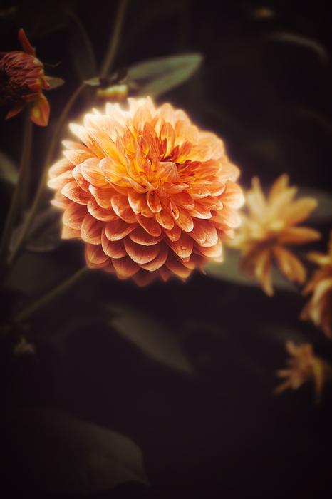 Wallpaper Background Dahlia