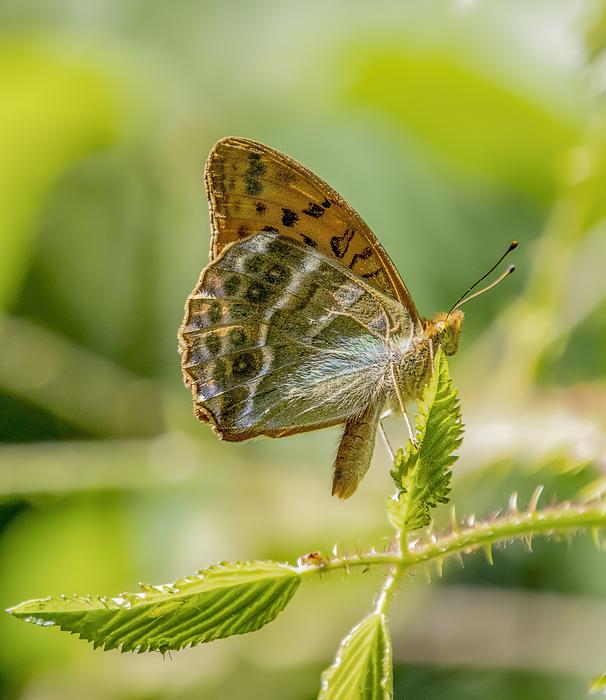 Butterfly Dark-Green-Fritillary