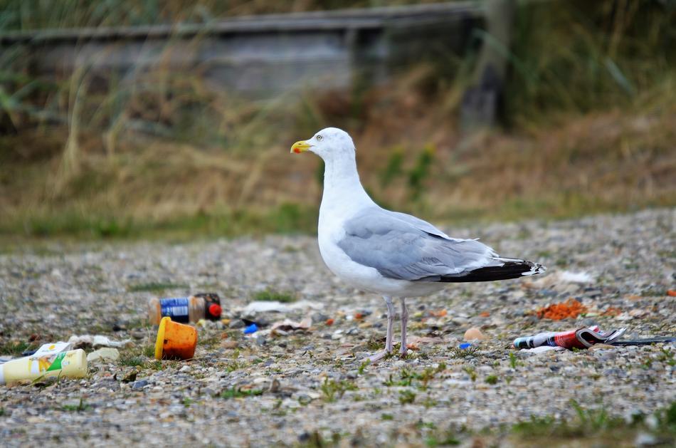 Garbage Gull Bird In The