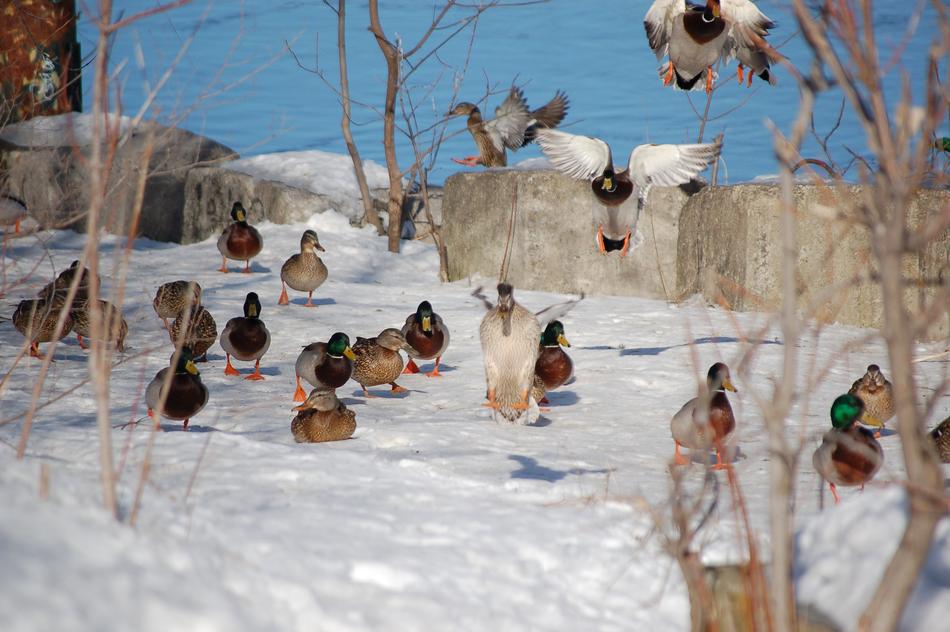 Canard Duck Winter